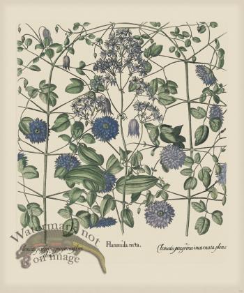 Besler 303 Colored  B2